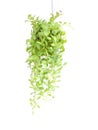 Green house ivy plant Hanging in flower pot isolated on white background Royalty Free Stock Photo