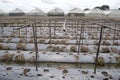 Green house or Nursery plants in nature background.