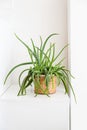 Green house plant in a brown vase on the white background. Styled photo. Clean home decoration