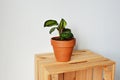 Green house plant calathea beauty star in terracotta pot on wooden box