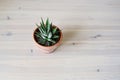 Green house plant haworthia in brown pot