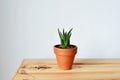 Green house plant haworthia in terracotta pot, soil and wooden box