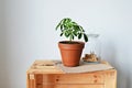 Green house plant schefflera in terracotta pot, glass jar with pins, kraft paper, soil and wooden box