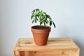 Green house plant schefflera in terracotta pot, soil and wooden box