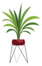 Green house plant on stand. Exotic long leaves flower Royalty Free Stock Photo