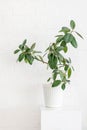 Green house plant in a white vase on the white background. Styled photo. Clean home decoration