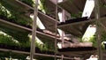 Greenhouse with several shelves full of planted seedlings. Plant growing