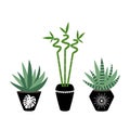 Green house plants in the black pots haworthia aloe sansevieria bamboo branch with leaves scandinavian style asia tropical boho