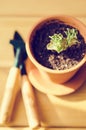 Green house plants in brown clay pots on an old wooden background succulent. Gardening tools. instagram filter Royalty Free Stock Photo