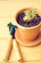 Green house plants in brown clay pots on an old wooden background succulent. Gardening tools. instagram filter Royalty Free Stock Photo