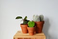Green house plants calathea beauty star, cactus, espostoa lanata and hoya kerri in terracotta pots on wooden box