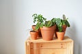 Green house plants in terracotta pots and wooden box