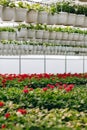 Green house shop with potted flowers at garden centre Royalty Free Stock Photo