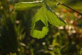 Green house silhouette cut out from a strawberry leaf. Residential, mortgage, insurance, real estate market and housing Royalty Free Stock Photo