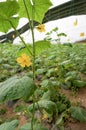 Green house vegetable in China Royalty Free Stock Photo