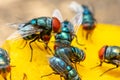 Green housefly cleaning its labellum after sucking mango meat