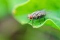 Green Housefly Royalty Free Stock Photo