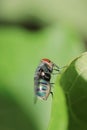A Green Housefly on a leaf Royalty Free Stock Photo