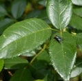 Green housefly on the leaf of a plant Royalty Free Stock Photo