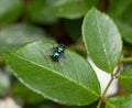 Green housefly on the leaf of a plant Royalty Free Stock Photo