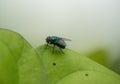 Green housefly on a leaf Royalty Free Stock Photo