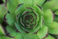 Green houseleek plant texture