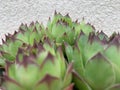 Green houseleek plant texture as nice natural background