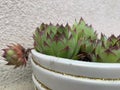 Green houseleek plant texture as nice natural background