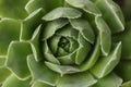 green houseleek succulent plant in garden