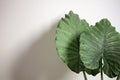 Alocasia adora