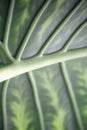 Alocasia adora