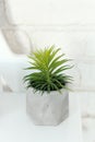 Green houseplant from aloy vera family, planted in a gray vase