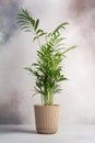 A green houseplant Chamaedorea elegans in a plant pot Royalty Free Stock Photo