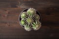 Green houseplant flat lay cactus parodia warasii