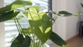 Green houseplant with heart shaped leaves next to a window, close up shot