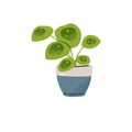 Green houseplant, home potted flower with round leaves. Pilea peperomioides in pot. Chinese money plant growing in