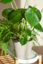 Green houseplant monstera in white flowerpot