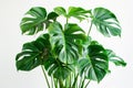 A green houseplant with open and spreading leaves isolated from the white background