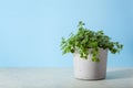 Green houseplant pilea depressa in concrete flowerpot