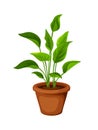 Green houseplant in a pot. Vector illustration.