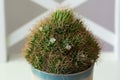 Green houseplant potted cactus in blooming with the small white flowers