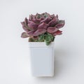 Green houseplant in white plastic pot. Succulent flower echeveria rosette on white background