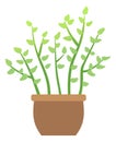 Green houseplant. Zz plant in pot. Home garden symbol