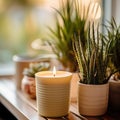 Green houseplants and burning candle closeup shot, natural home decor with plats and leaves