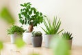 green houseplants cactus succulent aloe vera, gasteria duval, pilea depressa, parodia warasii, ficus Royalty Free Stock Photo