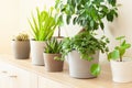 Green houseplants cactus succulent aloe vera, pilea depressa, gasteria duval, parodia warasii, ficus