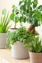 Green houseplants cactus succulent aloe vera, pilea depressa, gasteria duval, parodia warasii, ficus