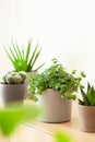 Green houseplants cactus succulent aloe vera, gasteria duval, pilea depressa, parodia warasii Royalty Free Stock Photo