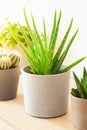 Green houseplants cactus succulent aloe vera, gasteria duval, pilea depressa, parodia warasii Royalty Free Stock Photo