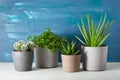 Green houseplants cactus succulent aloe vera, gasteria duval, pilea depressa, parodia warasii Royalty Free Stock Photo